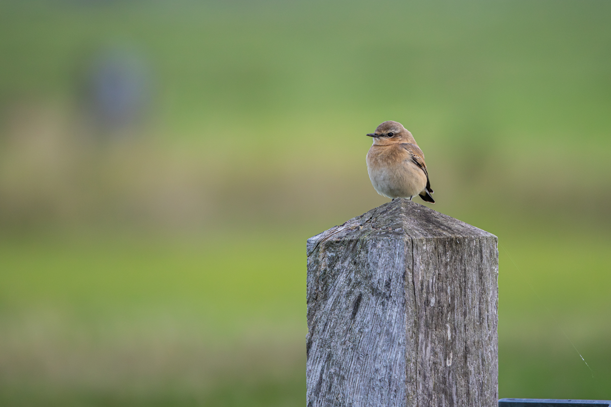 Tapuit op een paaltje gefotografeerd met de Canon RF 100-500mm