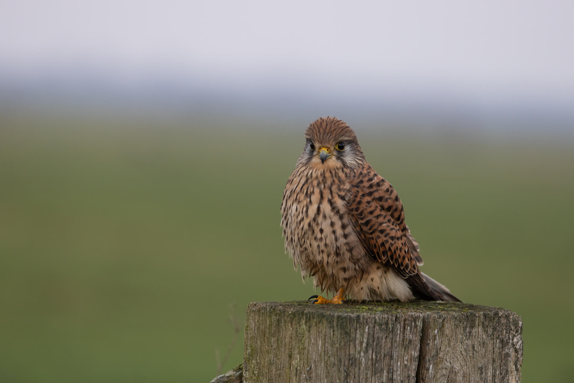 Torenvalk uit de hand gefotografeerd met de Canon RF 100-500mm op 1/100e