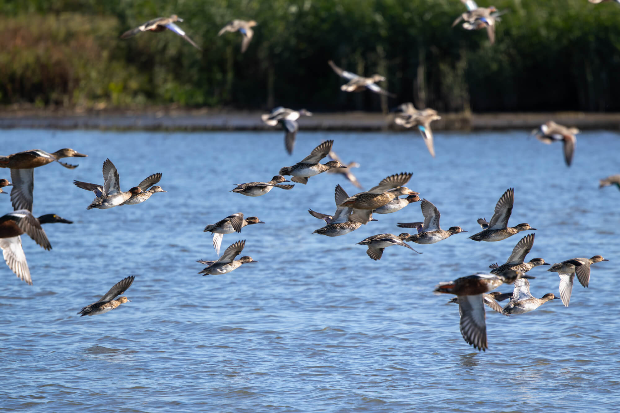 Opvliegende eenden gefotografeerd met de Canon RF 100-500mm