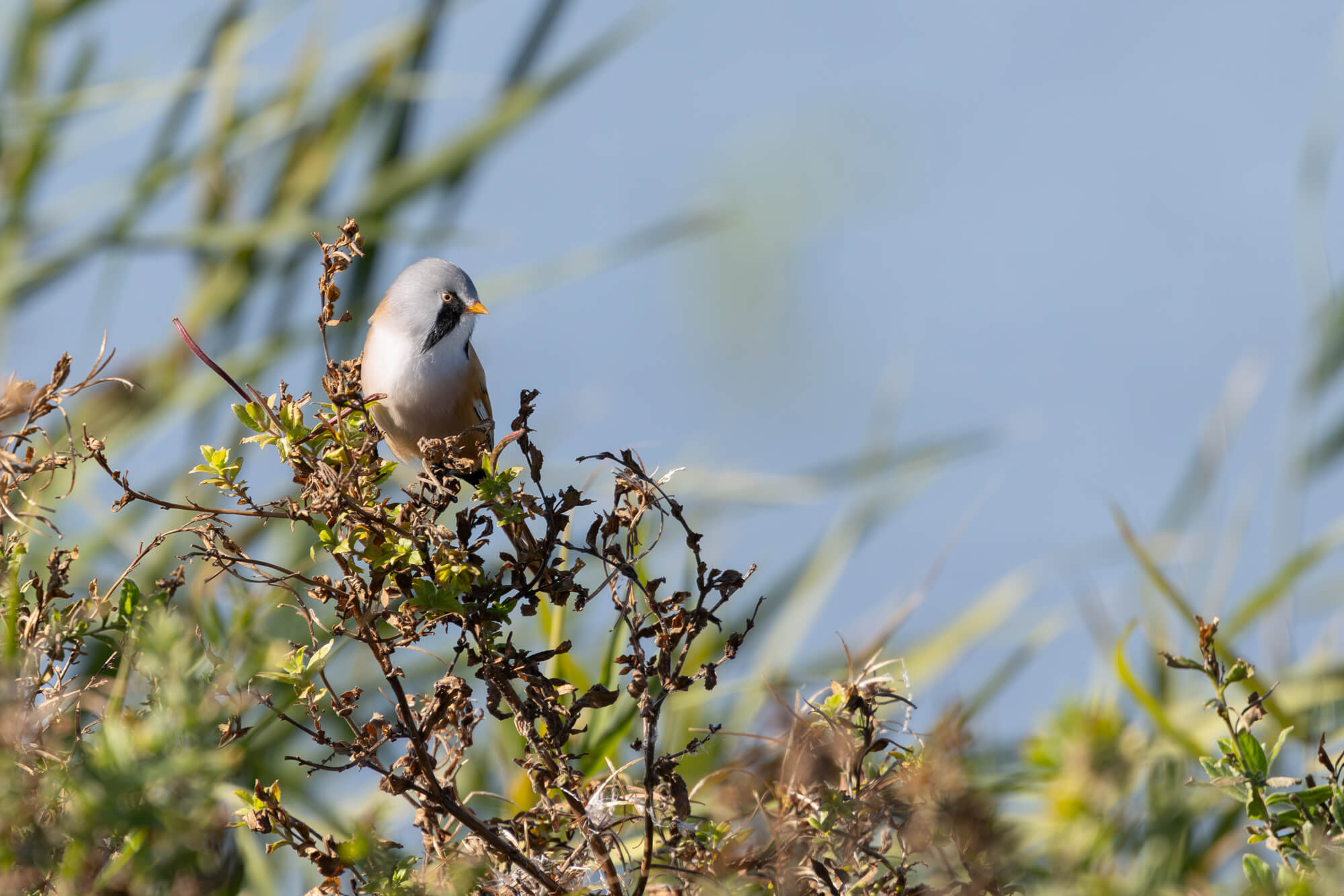 Baardmannetje op een struik gefotografeerd met de Canon RF 100-500mm