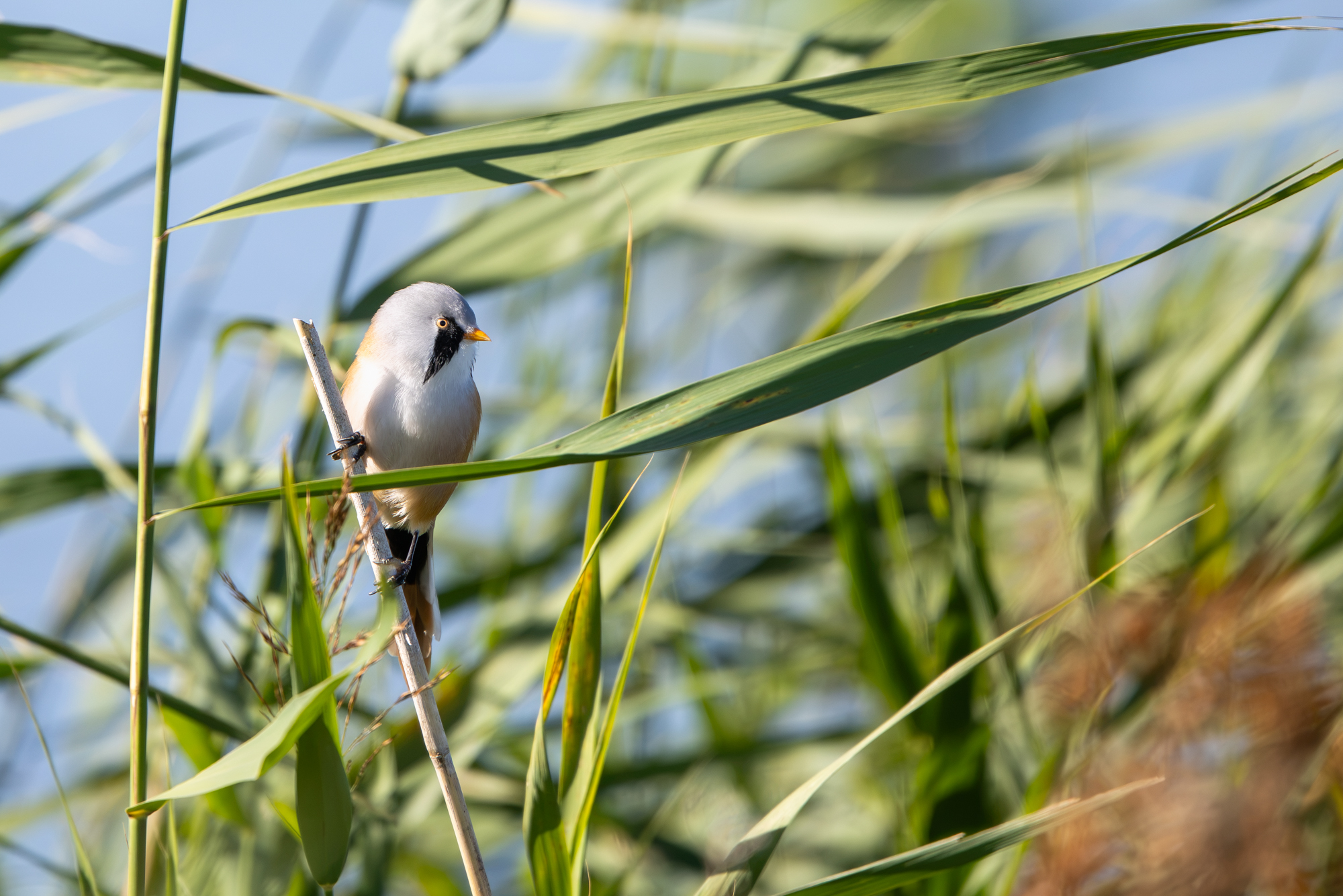 Baardmannetje op een rietstengel gefotografeerd met de Canon RF 100-500mm