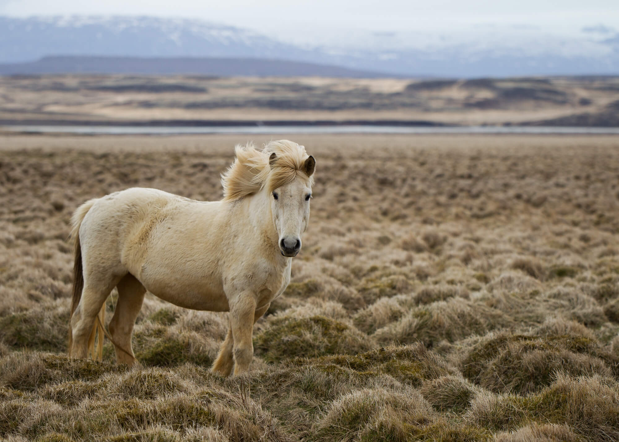 IJslands paard met lichte manen in een veld met geel gras