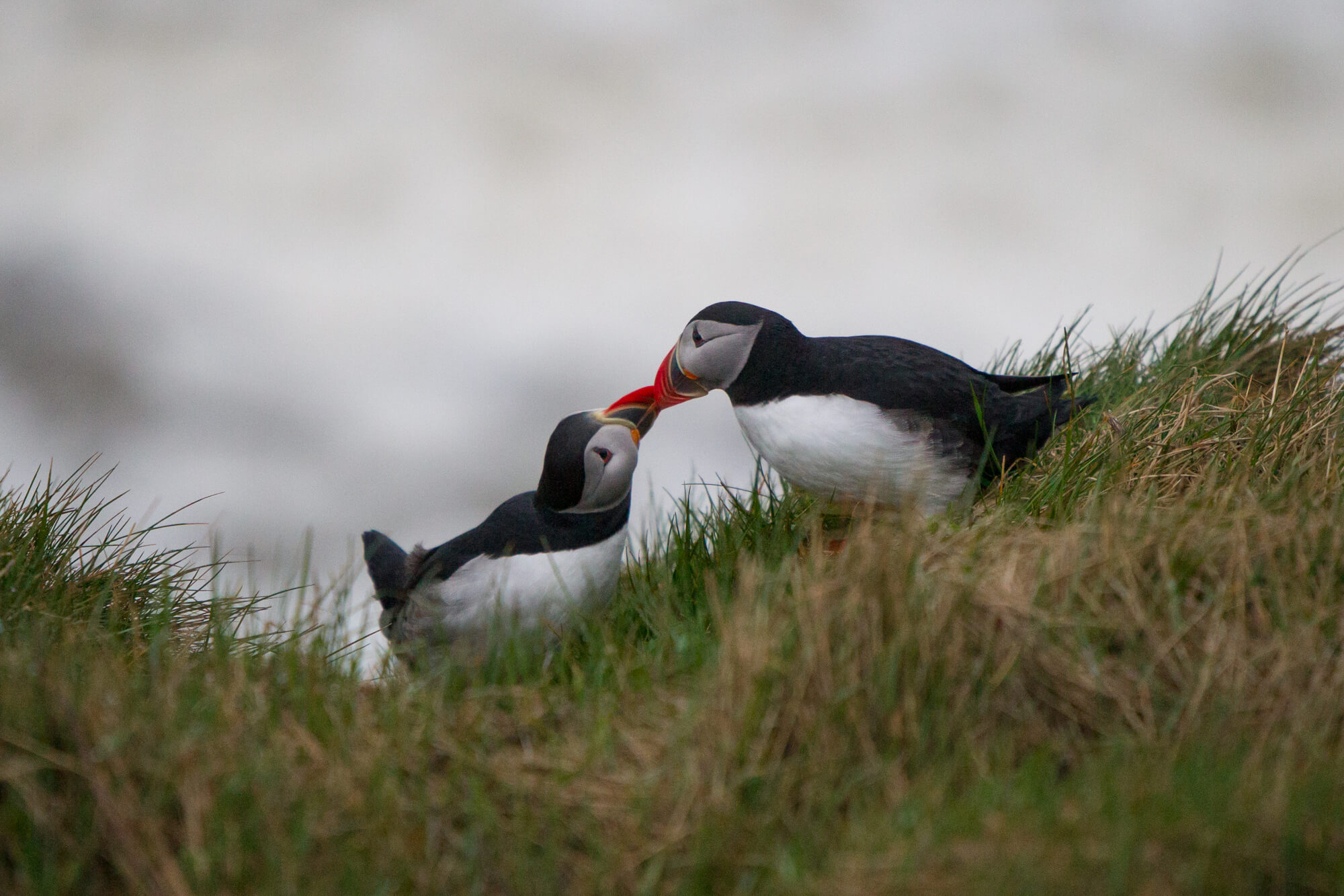 Twee papegaaiduikers die met hun snavels tegen elkaar wrijven op een grashelling in IJsland
