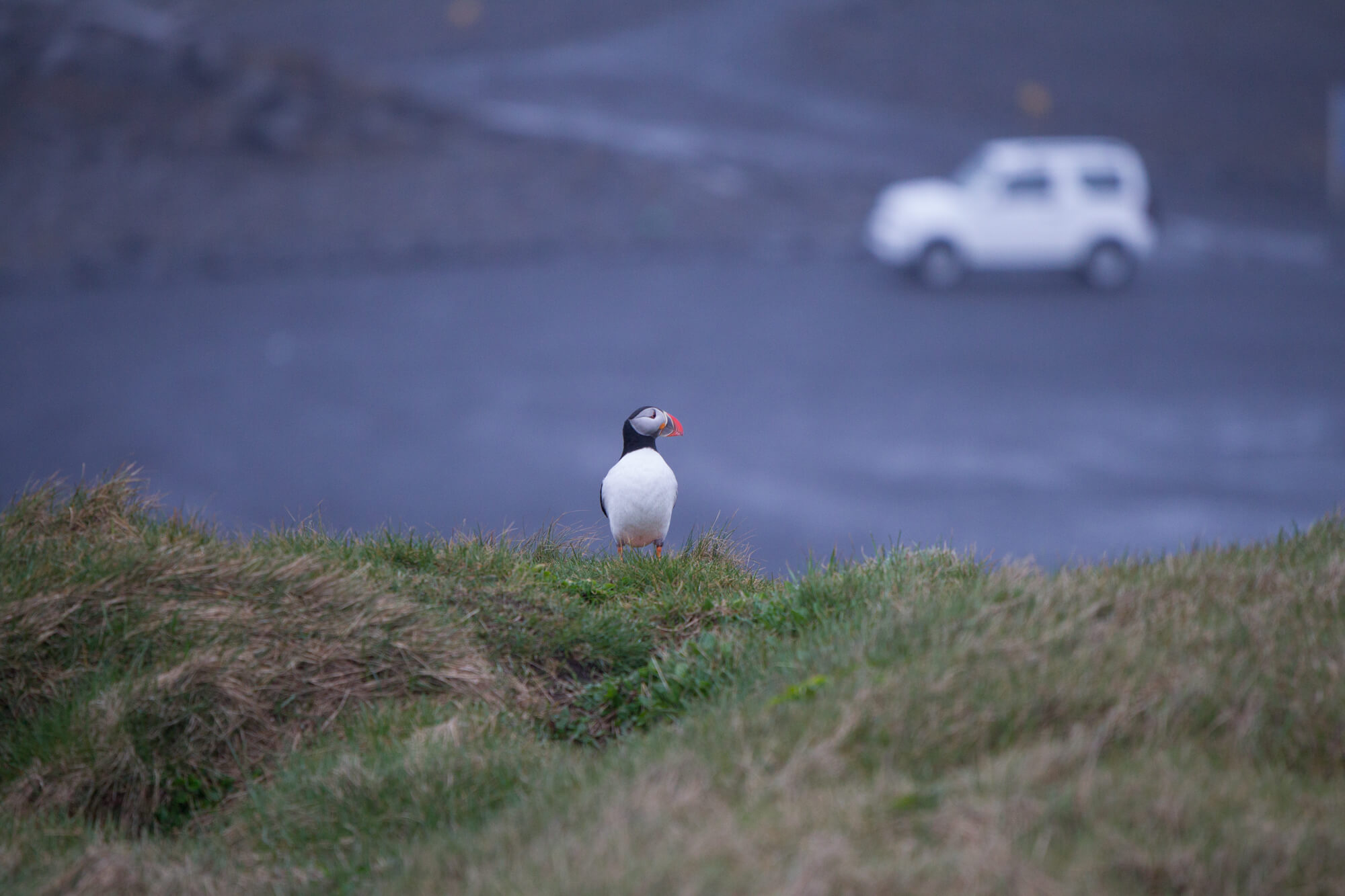 Papegaaiduiker op de klif met een witte Suzuki Jimny op de parkeerplaats op de achtergrond