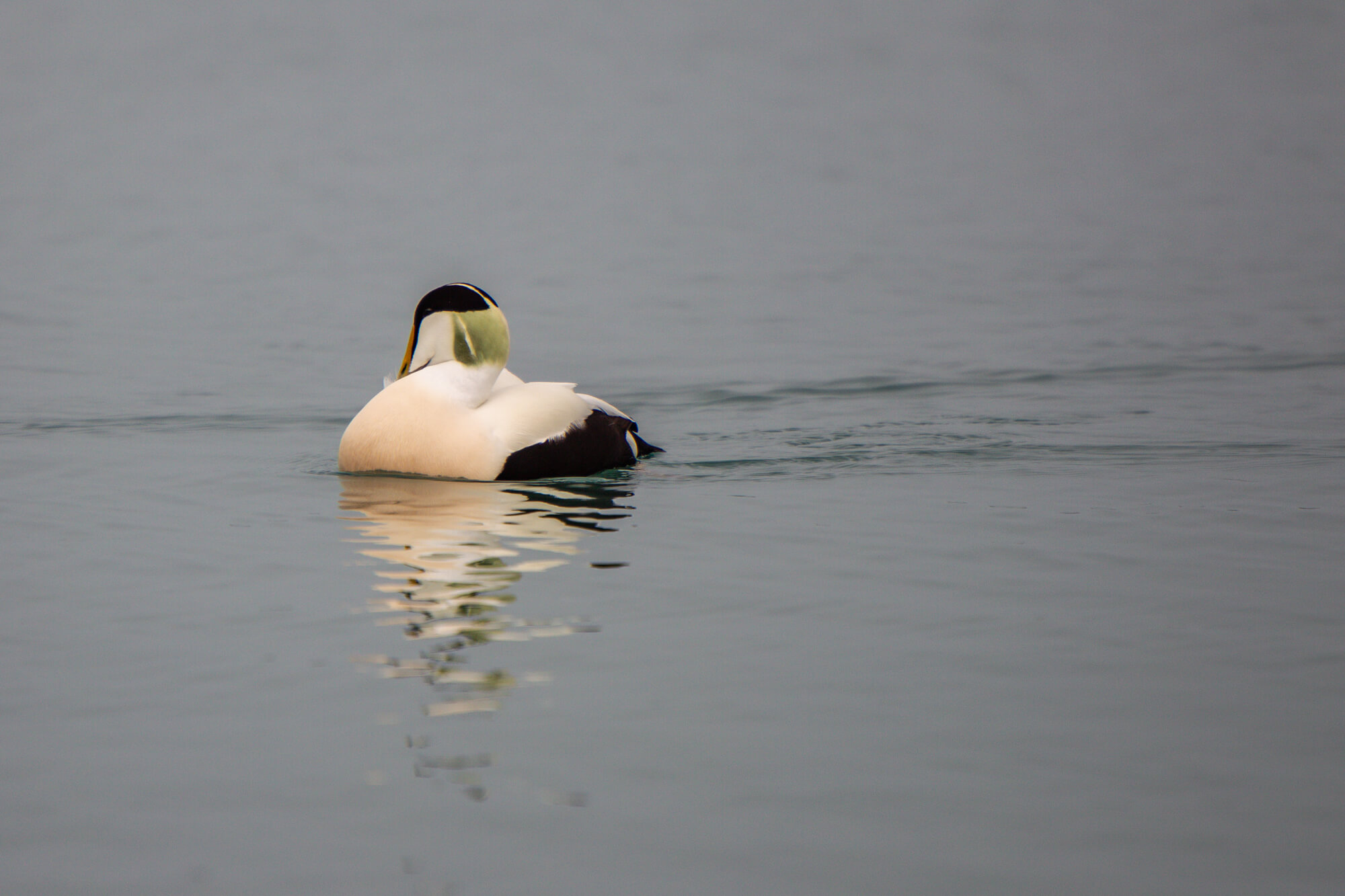 Mannetje eidereend dobberend op het gletsjermeer Jökulsárlón