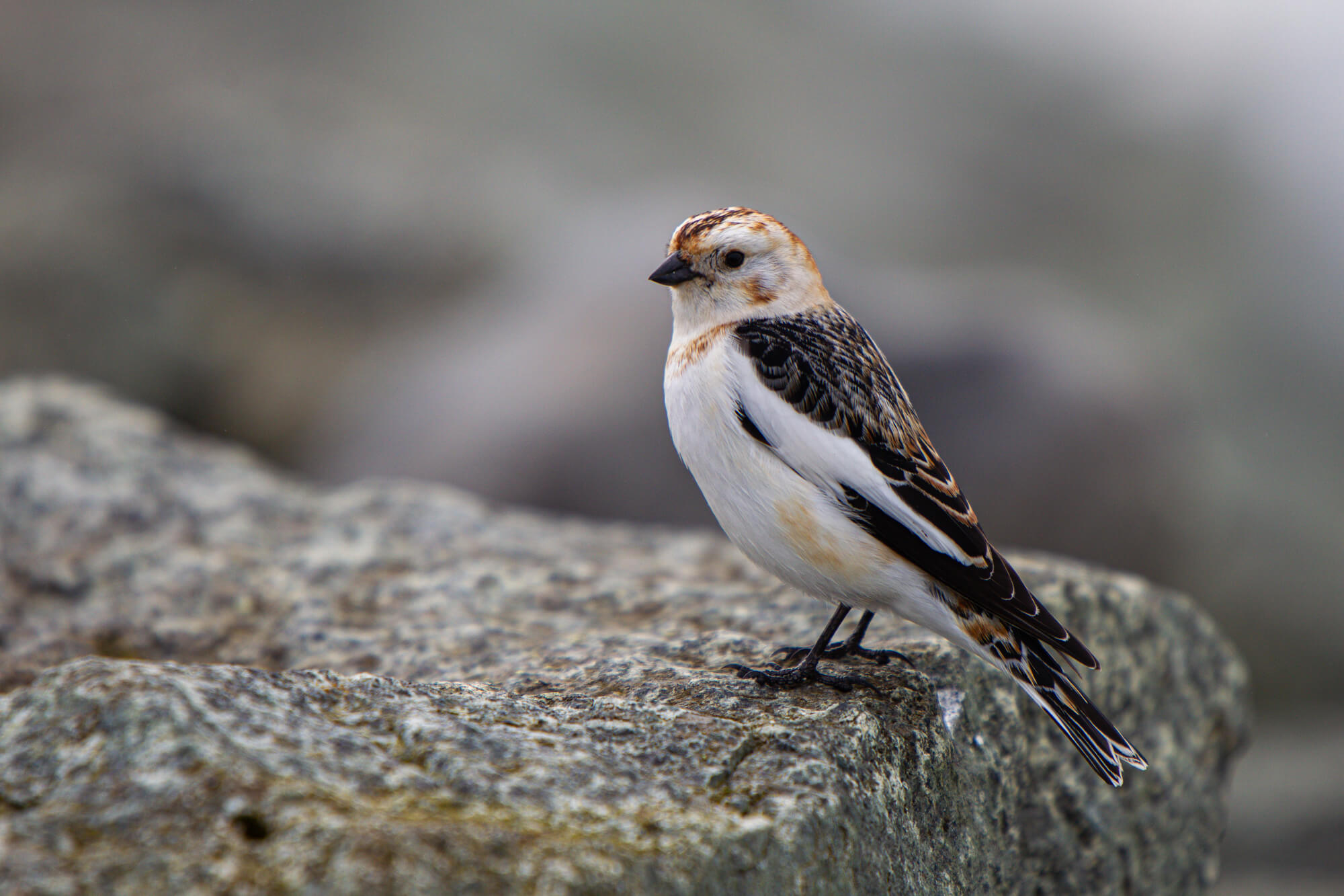 Sneeuwgors op een rots aan de oever van Jökulsárlón