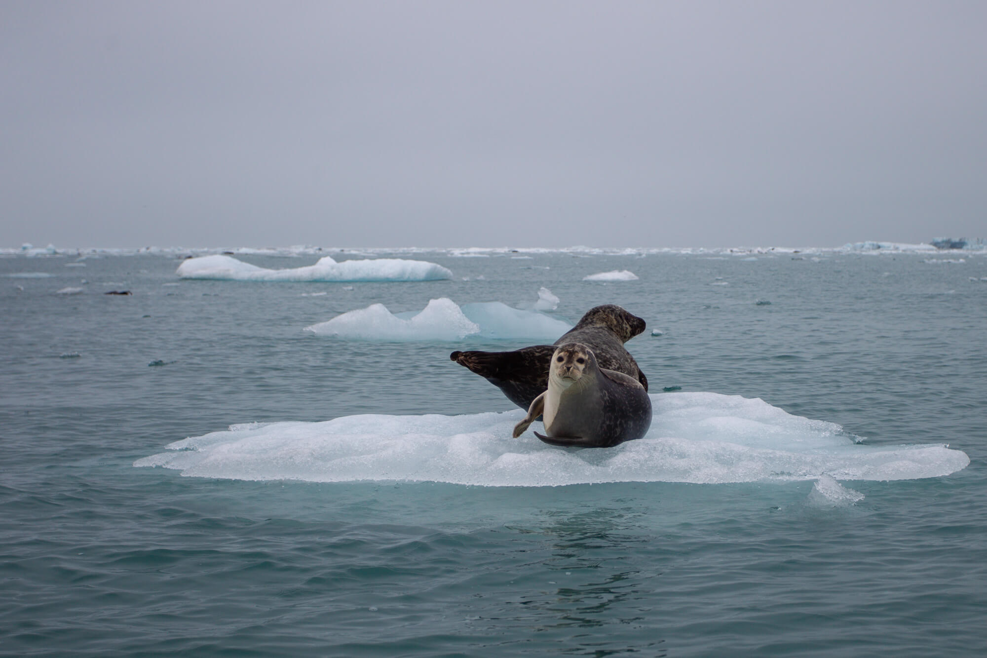 Twee zeehonden op een ijsschots op Jökulsárlón