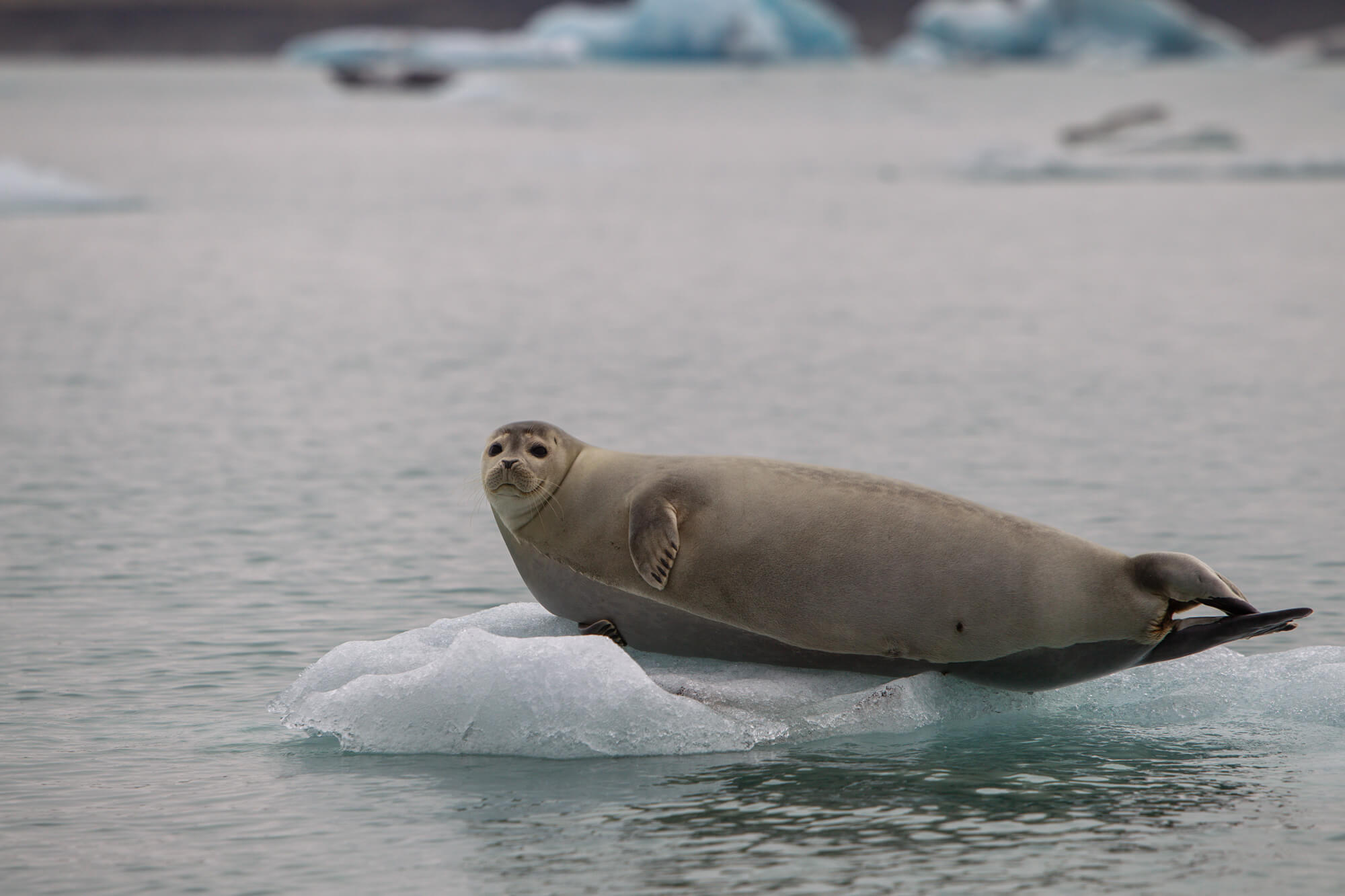 Zeehond liggend op een ijsschots op het gletsjermeer Jökulsárlón