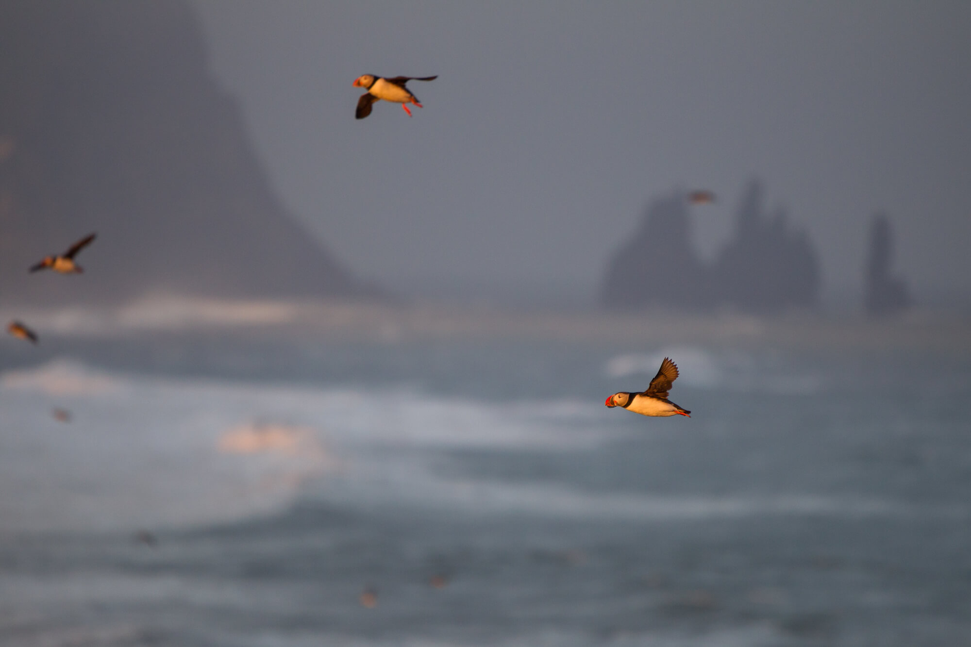 Meerdere papegaaiduikers vliegend boven zee met de rotspilaren Reynisdrangar