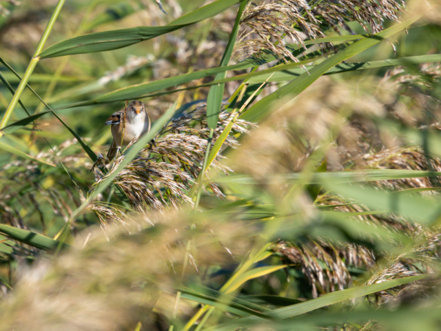tsf-fotograferen-markerwadden-9482