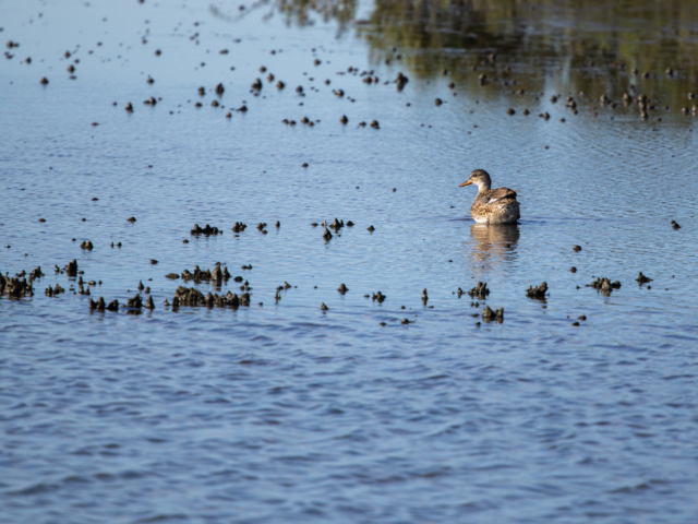 tsf-fotograferen-markerwadden-9551