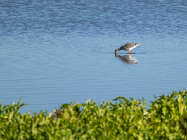 tsf-fotograferen-markerwadden-9607