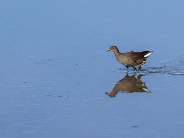 tsf-fotograferen-markerwadden-9635