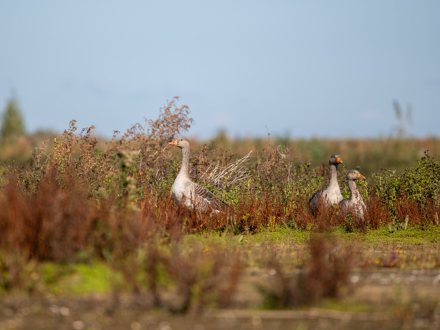 tsf-fotograferen-markerwadden-9668