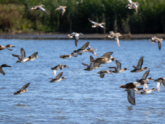 tsf-fotograferen-markerwadden-9676