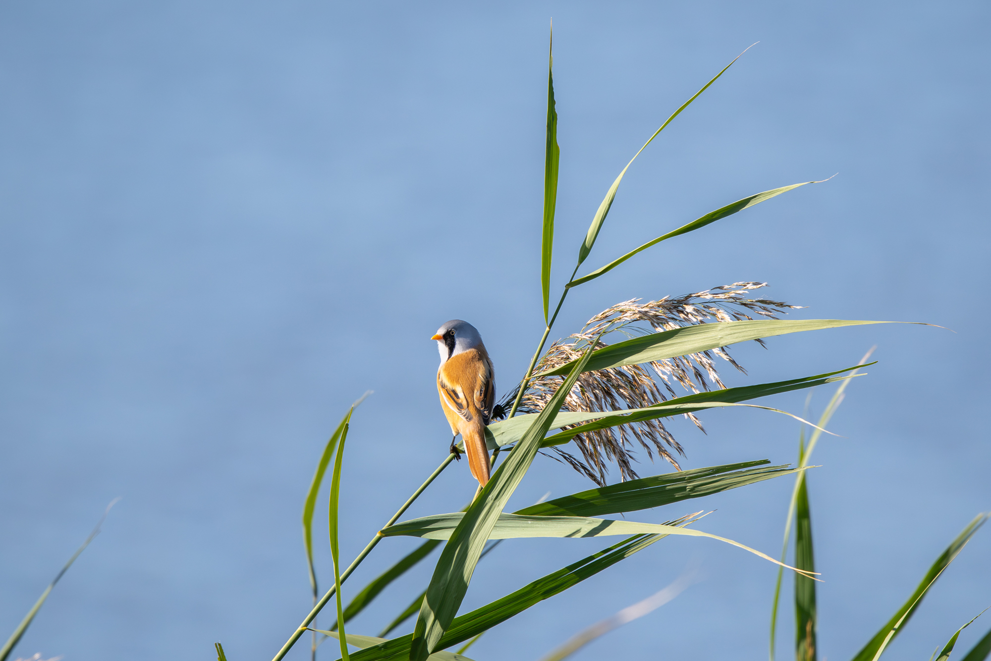 Mannetje baardman op een rietstengel voor een blauwe achtergrond op de Marker Wadden