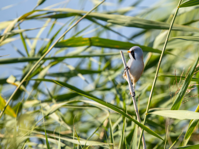 tsf-fotograferen-markerwadden-9839