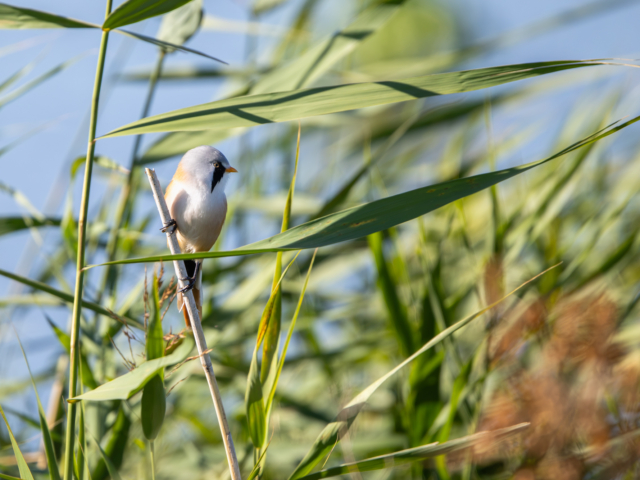 tsf-fotograferen-markerwadden-9861