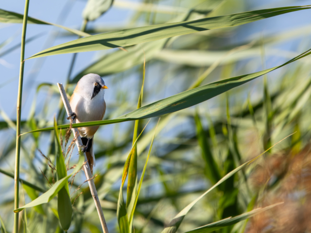 tsf-fotograferen-markerwadden-9874
