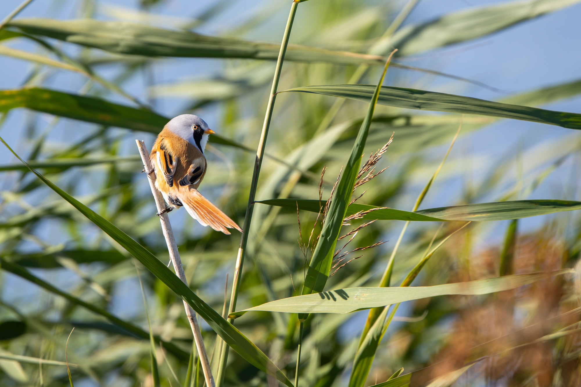 Mannetje baardman van achteren met gespreide oranje staart op een rietstengel op de Marker Wadden