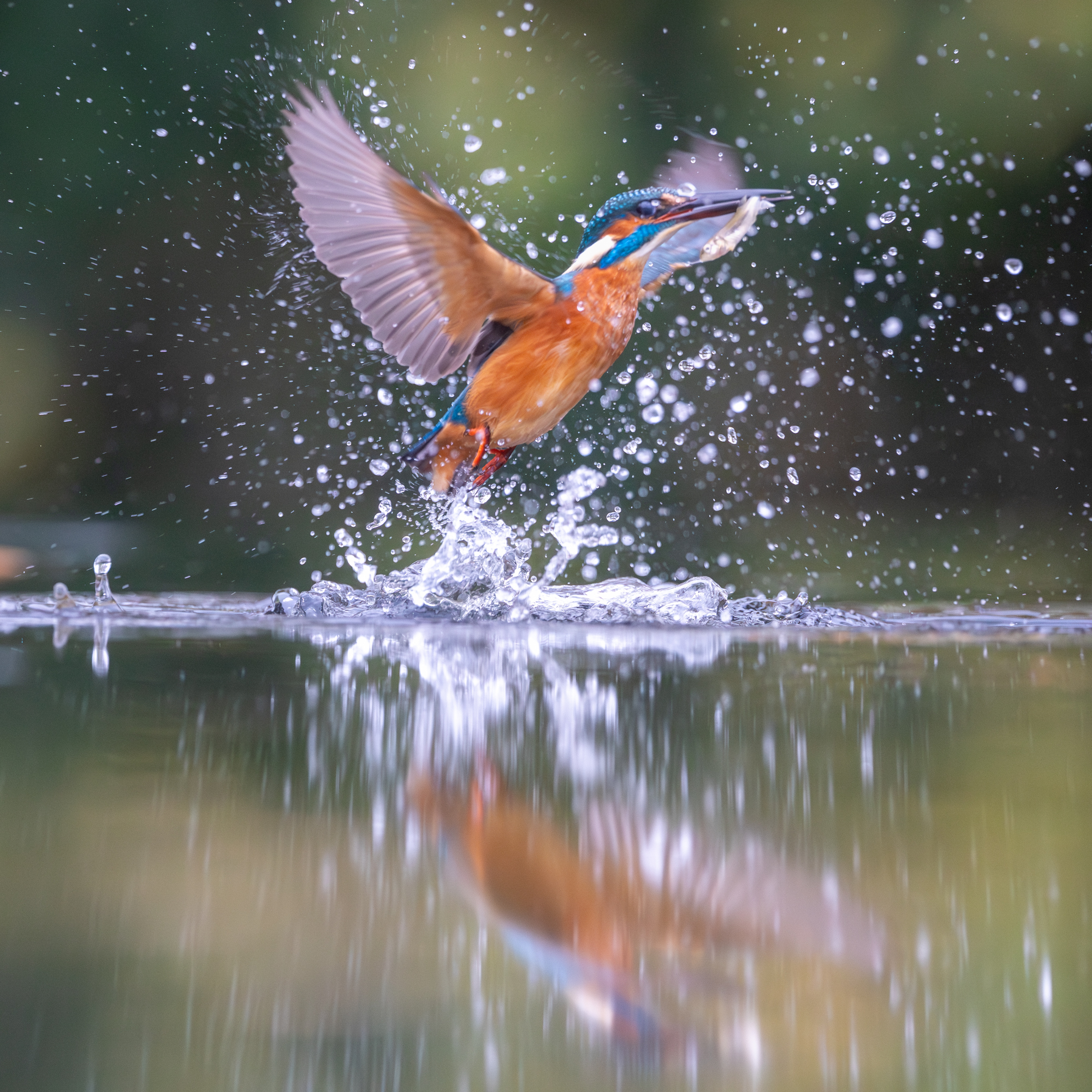 snelle autofocus