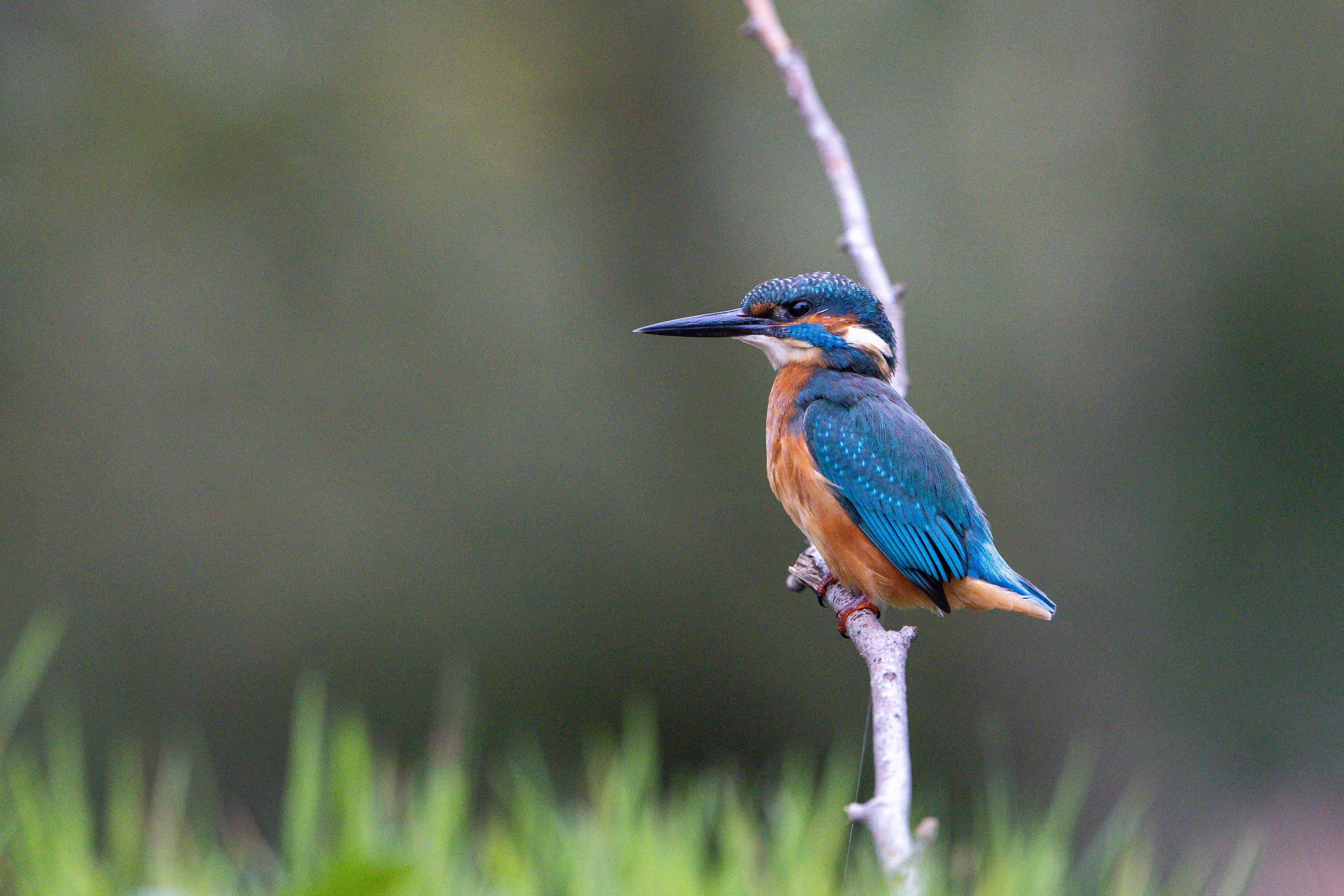ijsvogel op ISO 8000 zonder ruisonderdrukking