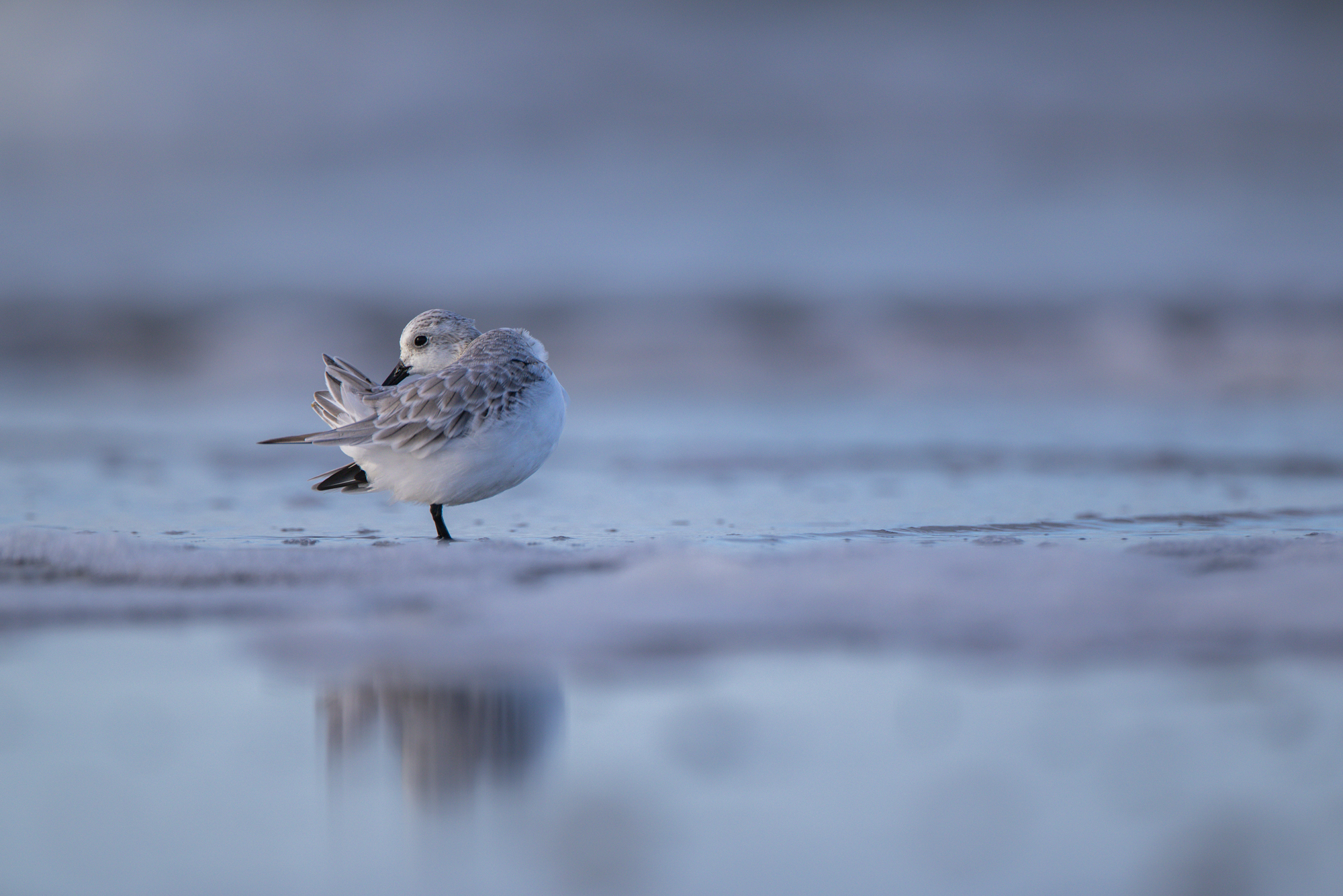 Drieteenstrandloper op het strand gefotografeerd met de Canon RF 400mm f/2.8 en RF 1.4x extender