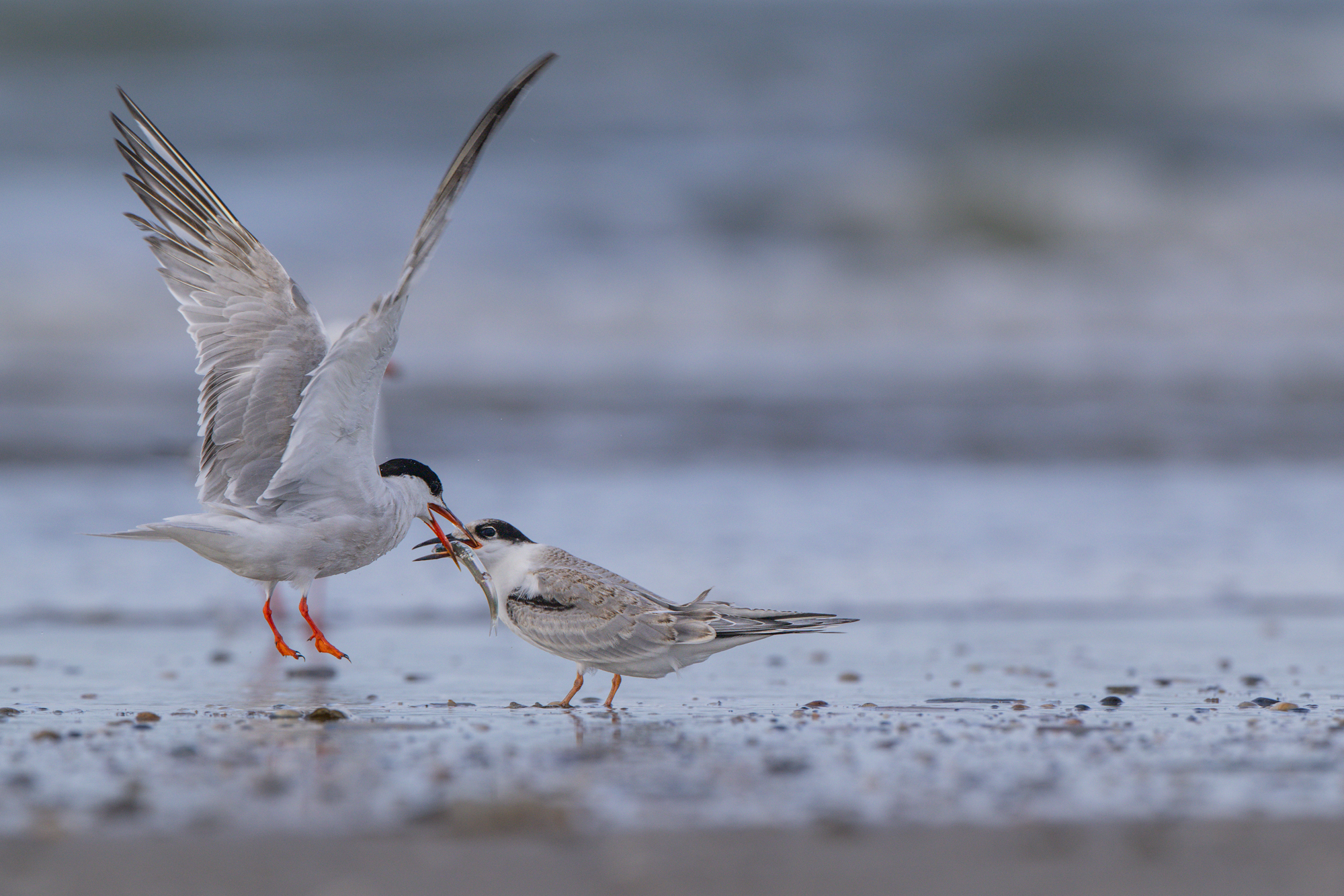 Visdief voert een jong op het strand, gefotografeerd met de Canon RF 400mm f/2.8 en RF 1.4x extender
